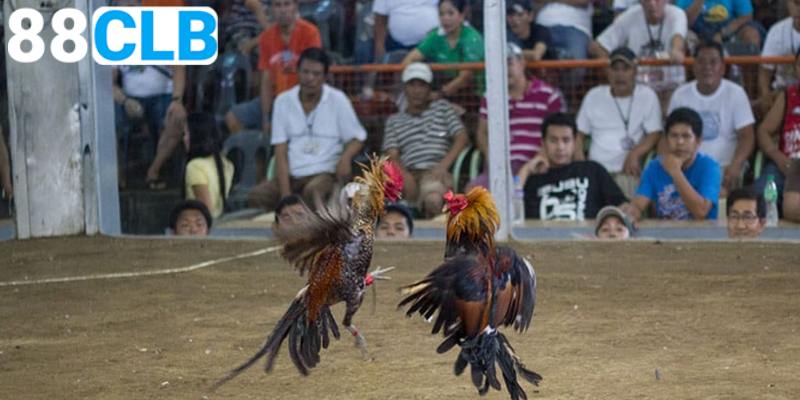 Đá gà tại 88CLB có gì thu hút người chơi